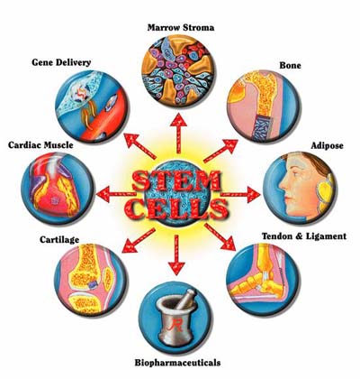 Disease Tretaed by Stem Cells